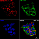 CD66a Antibody in Immunocytochemistry (ICC/IF)