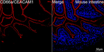 CD66a Antibody in Immunohistochemistry (Paraffin) (IHC (P))