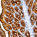 CD66a Antibody in Immunohistochemistry (Paraffin) (IHC (P))