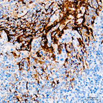 CD66a Antibody in Immunohistochemistry (Paraffin) (IHC (P))