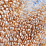 CD66a Antibody in Immunohistochemistry (Paraffin) (IHC (P))