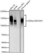 CD66a Antibody in Western Blot (WB)