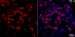 CD34 Antibody in Immunocytochemistry (ICC/IF)