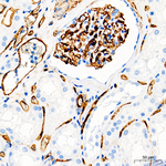 CD34 Antibody in Immunohistochemistry (Paraffin) (IHC (P))