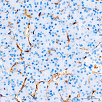 CD34 Antibody in Immunohistochemistry (Paraffin) (IHC (P))