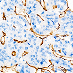 CD34 Antibody in Immunohistochemistry (Paraffin) (IHC (P))