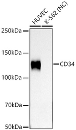 CD34 Antibody in Western Blot (WB)