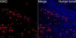Kappa Light Chain Recombinant Rabbit Monoclonal Antibody (7X9M3)