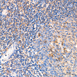 MLKL Antibody in Immunohistochemistry (Paraffin) (IHC (P))