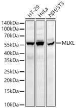 MLKL Antibody in Western Blot (WB)