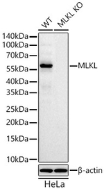 MLKL Antibody in Western Blot (WB)