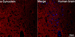 alpha Synuclein Antibody in Immunohistochemistry (Paraffin) (IHC (P))