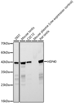 HSP40 Antibody in Western Blot (WB)