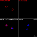 CD254 (RANK Ligand) Antibody in Immunocytochemistry (ICC/IF)
