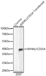 CD254 (RANK Ligand) Antibody in Western Blot (WB)