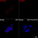 Occludin Antibody in Immunocytochemistry (ICC/IF)