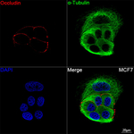 Occludin Recombinant Rabbit Monoclonal Antibody (1Y10C10)