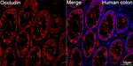 Occludin Antibody in Immunohistochemistry (Paraffin) (IHC (P))