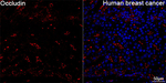 Occludin Antibody in Immunohistochemistry (Paraffin) (IHC (P))