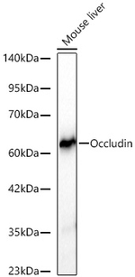 Occludin Antibody in Western Blot (WB)