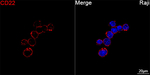 CD22 Recombinant Rabbit Monoclonal Antibody (2V9F10)