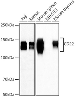 CD22 Antibody in Western Blot (WB)