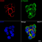 CD24 Recombinant Rabbit Monoclonal Antibody (0C1L2)