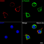 CD24 Antibody in Immunocytochemistry (ICC/IF)