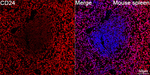 CD24 Antibody in Immunohistochemistry (Paraffin) (IHC (P))