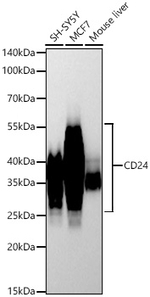 CD24 Antibody in Western Blot (WB)