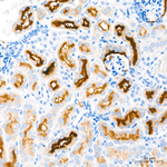 PSMA Antibody in Immunohistochemistry (Paraffin) (IHC (P))