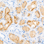 PSMA Antibody in Immunohistochemistry (Paraffin) (IHC (P))
