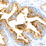 PSMA Antibody in Immunohistochemistry (Paraffin) (IHC (P))