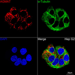 AGMAT Antibody in Immunocytochemistry (ICC/IF)