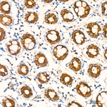 AGMAT Antibody in Immunohistochemistry (Paraffin) (IHC (P))