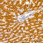 AGMAT Antibody in Immunohistochemistry (Paraffin) (IHC (P))
