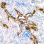 AGMAT Antibody in Immunohistochemistry (Paraffin) (IHC (P))