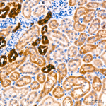 AGMAT Antibody in Immunohistochemistry (Paraffin) (IHC (P))
