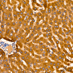 AGMAT Antibody in Immunohistochemistry (Paraffin) (IHC (P))