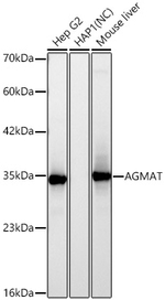 AGMAT Antibody in Western Blot (WB)