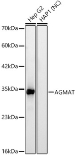 AGMAT Antibody in Western Blot (WB)