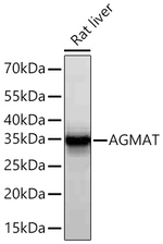 AGMAT Antibody in Western Blot (WB)