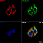 BMP-2 Antibody in Immunocytochemistry (ICC/IF)