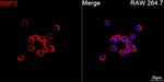 BMP-2 Antibody in Immunocytochemistry (ICC/IF)