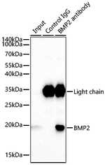BMP-2 Antibody in Immunoprecipitation (IP)