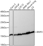 BMP-2 Antibody in Western Blot (WB)