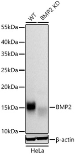 BMP-2 Antibody in Western Blot (WB)