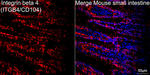 CD104 Recombinant Rabbit Monoclonal Antibody (5S7G8)