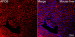 Apolipoprotein B Antibody in Immunohistochemistry (Paraffin) (IHC (P))