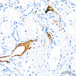 Apolipoprotein B Antibody in Immunohistochemistry (Paraffin) (IHC (P))